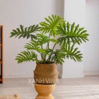 Cây trầu bà nam mỹ giả